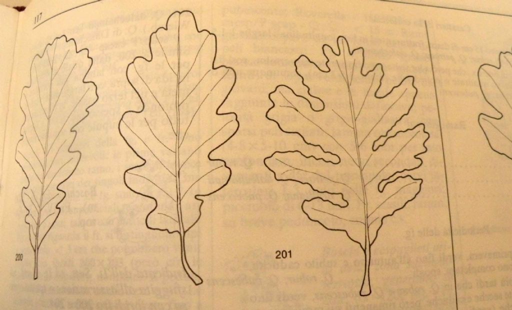 La quercia di Olimpia